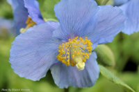 photo-Butchart-Gardens-37-2010-05-17-Himalyan Blue Poppy-(Meconopsis)-VICTORIA-B.C