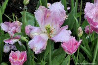 photo-Butchart-Gardens-9-2010-05-17-Tulip Fancy-VICTORIA-B.C