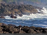 photo-East-of-Amphitrite-Lighthouse-103-2009-01-19-08-FIND THE MAN