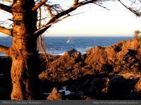 photo-East-of-Amphitrite-Lighthouse-87-2009-01-19-322-After-Sunrise-Near-Ucluelet-B.C.