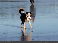 photo-Schooner-Cove-26-2009-01-02-366-A-Happy-Dog