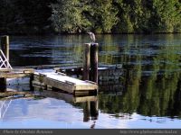 photo-UCLUELET-16-22008-12-25-1-82-HERON-DOWN-at-BAY-ST-UCLUELET-B.C