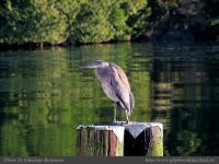 photo-UCLUELET-17-22008-12-25-1-175-HERON-DOWN-at-BAY-ST-UCLUELET-B.C