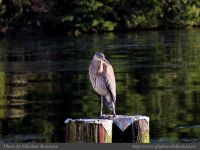 photo-UCLUELET-18-22008-12-25-1-188-HERON-DOWN-at-BAY-ST-UCLUELET-B.C