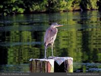 photo-UCLUELET-19-22008-12-25-1-195-HERON-DOWN-at-BAY-ST-UCLUELET-B.C