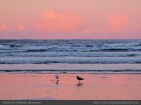 photo-Wickaninnish-Beach-42-2009-01-02-14-Birds-before-Sunrise-on-Wickaninnish-Beach
