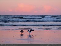 photo-Wickaninnish-Beach-43-2009-01-02-25-Birds-before-Sunrise-on-Wickaninnish-Beach