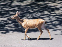photo-animals-100-Deers-in-Victoria-B.C.-2010-07-07