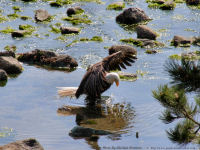 photo-animals-111-2008-05-18-Bald-Eagle-Bathing