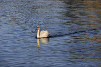 photo-animals-114-White-Swan-at-Bay-West-Victoria,B.C-2012-04-14