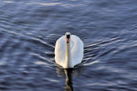 photo-animals-115-White-Swan-at-Bay-West-Victoria,B.C-2012-04-14