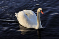 photo-animals-116-White-Swan-at-Bay-West-Victoria,B.C-2012-04-14
