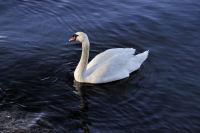 photo-animals-117-White-Swan-at-Bay-West-Victoria,B.C-2012-04-14