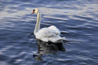 photo-animals-118-White-Swan-at-Bay-West-Victoria,B.C-2012-04-14