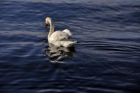 photo-animals-119-White-Swan-at-Bay-West-Victoria,B.C-2012-04-14