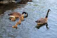 photo-animals-120-A-Geese-Family-2008-05-21
