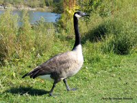 photo-animals-17-geese-2004-10-07-RIVER-SIDE-OTTAWA-ONTARIO
