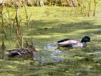 photo-animals-19-ducks-2004-10-3-DOW'S-LAKE-PARK-OTTAWA-ONTARIO