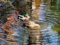 photo-animals-26-ducks-2004-10-13-O'CONNOR-POND-OTTAWA-ONTARIO
