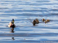 photo-animals-28-ducks-2005-05-20-RIVER-SIDE-ONTTAWA-ONTARIO