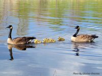 photo-animals-35-Baby-geese-2005-05-20-RIVER-SIDE-OTTAWA-ONTARIO