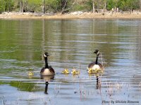 photo-animals-36-Baby-geese-2005-05-20-RIVER-SIDE-OTTAWA-ONTARIO
