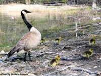 photo-animals-38-Baby-geese-2005-05-20-RIVER-SIDE-OTTAWA-ONTARIO