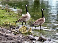 photo-animals-39-Baby-geese-2005-05-29-RIVER-SIDE-OTTAWA-ONTARIO
