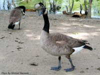 photo-animals-4-geese-2004-05-31-DESCHENES-RAPIDS-OTTAWA-ONTARIO