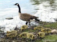 photo-animals-40-Baby-geese-2005-05-29-RIVER-SIDE-OTTAWA-ONTARIO