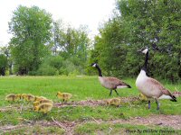 photo-animals-41-Baby-geese-2005-05-29-RIVER-SIDE-OTTAWA-ONTARIO