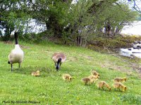 photo-animals-42-Baby-geese-2005-05-29-RIVER-SIDE-OTTAWA-ONTARIO