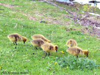 photo-animals-43-Baby-geese-2005-05-29-RIVER-SIDE-OTTAWA-ONTARIO