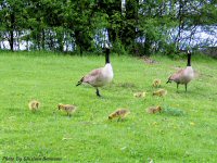 photo-animals-44-Baby-geese-2005-05-29-RIVER-SIDE-OTTAWA-ONTARIO