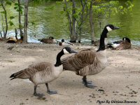 photo-animals-5-geese-2004-05-31-NEAR-DESCHENES-RAPIDS-OTTAWA-ONTARIO