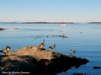 photo-animals-53-geese-2007-07-10-VIEW-FROM-OAK-BAY-VICTORIA-B.C