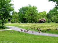 photo-animals-7-geese-2004-05-31-GOOSES-ON-THE-BIKE-PATH-RIVER-SIDE-OTTAWA