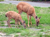 photo-animals-75-deer-2008-09-02-CORDOVA-BAY-RD-VICTORIA-B.C