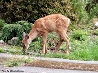 photo-animals-76-deer-2008-09-02-CORDOVA-BAY-RD-VICTORIA-B.C