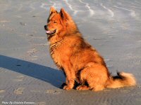 photo-animals-85-dog-2009-01-15-ERRANT-DOG-AT-LONG-BEACH-TOFINO-B.C