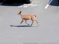 photo-animals-97-Deers-in-Victoria-B.C.-2010-08-11