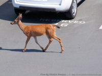 photo-animals-98-Deers-in-Victoria-B.C.-2010-08-11