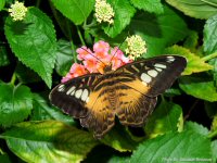 photo-butterfly-garden-13-2010-06-21-VICTORIA-B.C