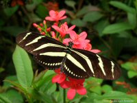 photo-butterfly-garden-31-2010-06-21-Heliconius-Charitonia-VICTORIA-B.C