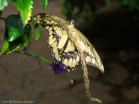 photo-butterfly-garden-34-2010-06-21-VICTORIA-B.C
