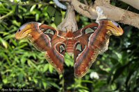 photo-butterfly-garden-36-2010-06-25-Attacus-Attlas-moth-VICTORIA-B.C