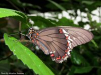 photo-butterfly-garden-41-2010-06-21-Papilio-Rumanzovia-VICTORIA-B.C