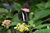 photo-butterfly-garden-45-2010-06-21-Heliconius-Melphomene-VICTORIA-B.C