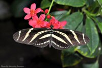photo-butterfly-garden-51-2010-06-21-Heliconius-Charitonia-VICTORIA-B.C