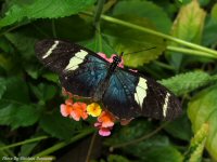 photo-butterfly-garden-54-2010-06-21-Heliconius-Sara-VICTORIA-B.C